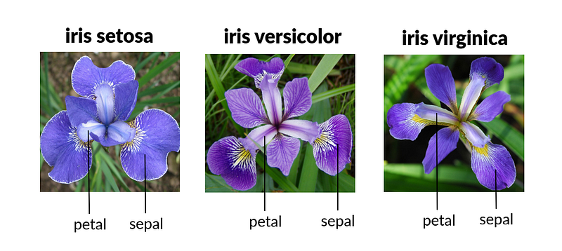 Fig 97. Three Species of Iris Flowers (courtesy thegoodpython)